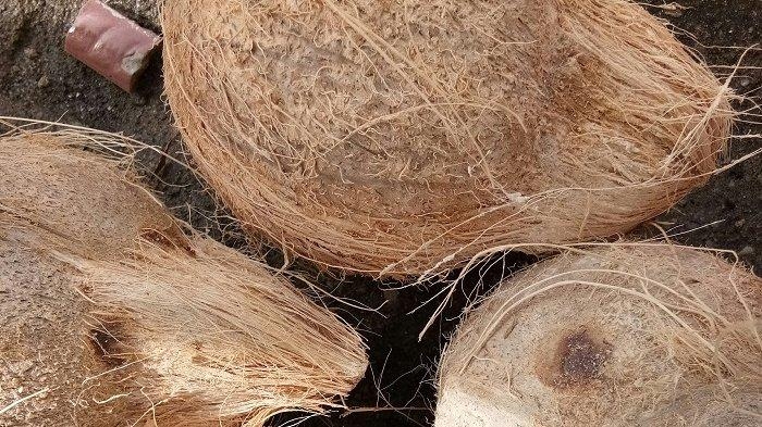 Permintaan Ekspor Tinggi, Harga Kelapa dan Santan Melejit di Sumsel