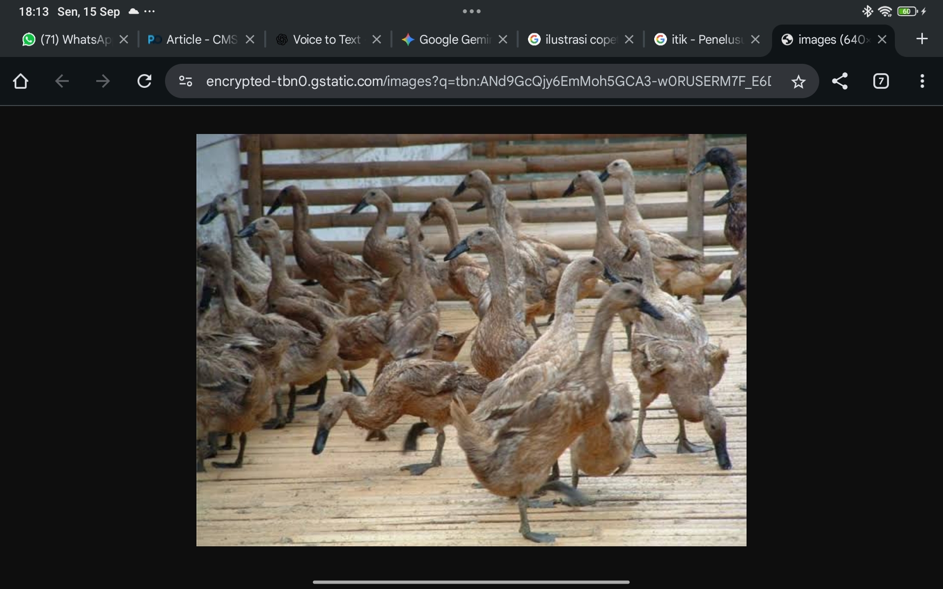 Kekayaan Lokal yang Terlupakan, Itik Pegagan Digadang Jadi Senjata Sumsel Lawan Stunting