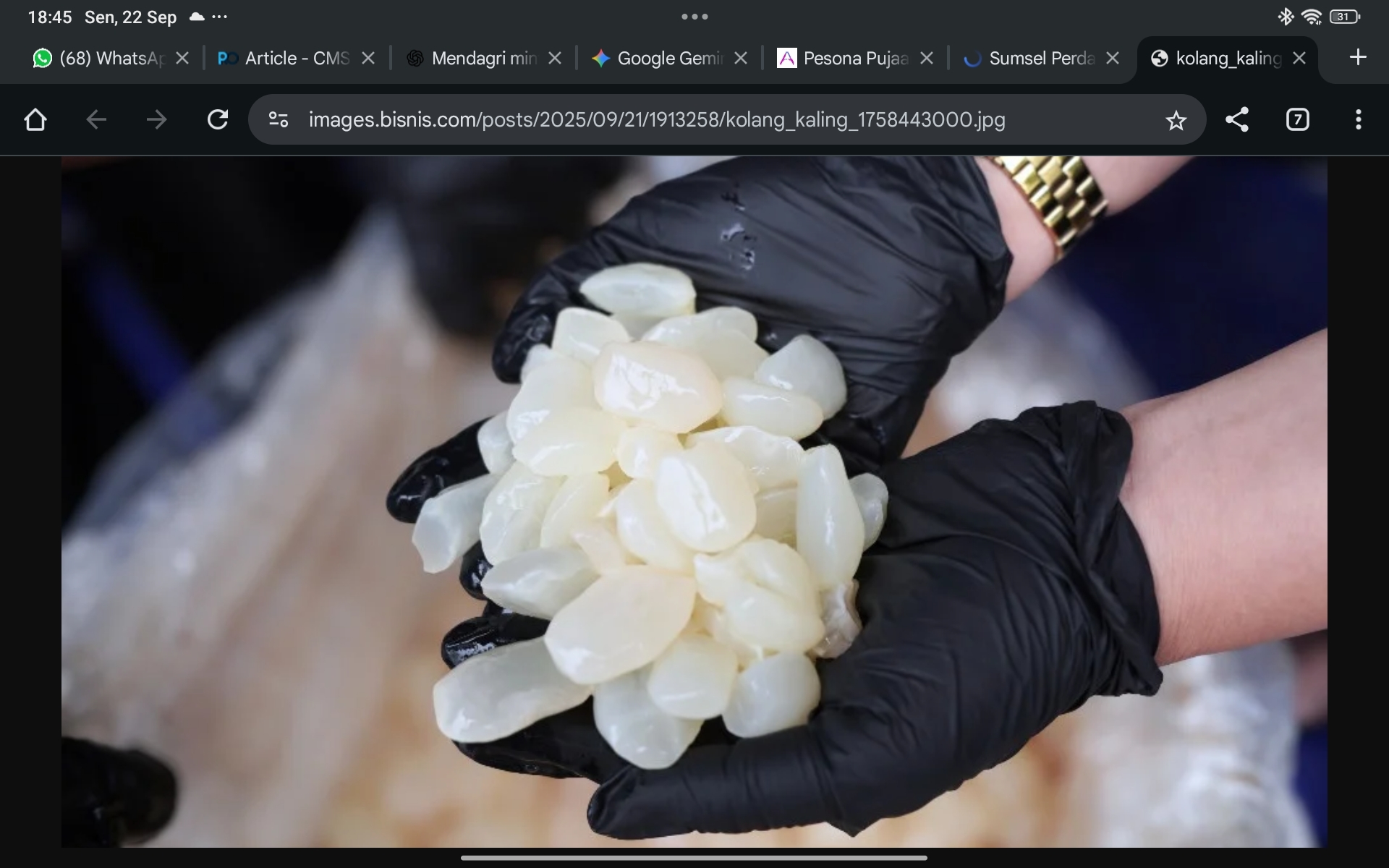 Pecah Rekor Ekspor! 19,7 Ton Kolang-Kaling Sumsel Tembus Pasar Internasional