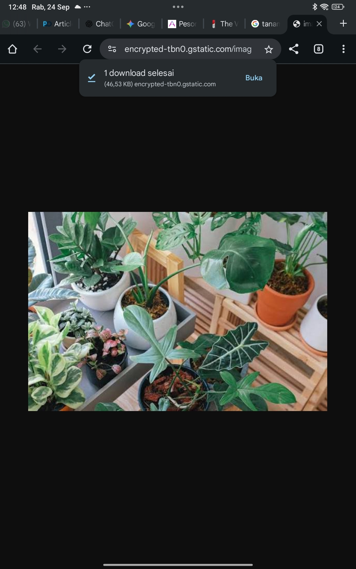 Pilihan Hijau untuk Rumah Minimalis, Ini 5 Tanaman Hias yang Bikin Sejuk dan Asri