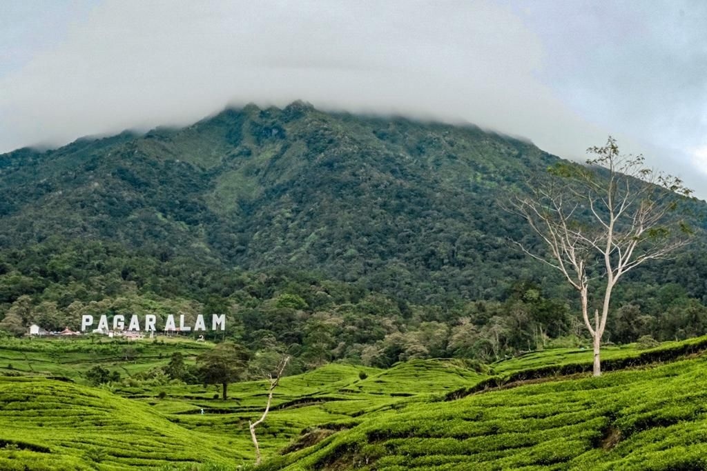 Gunung Dempo Magnet Wisata Sumsel, 7.367 Pendaki Taklukkan Puncak Sepanjang 2025