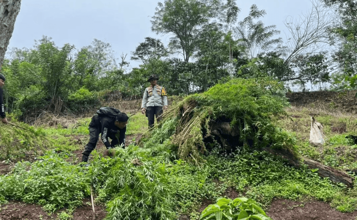 Polda Sumsel Musnahkan Ladang Ganja Seluas 3 Hektare di Lereng Bukit Empat Lawang