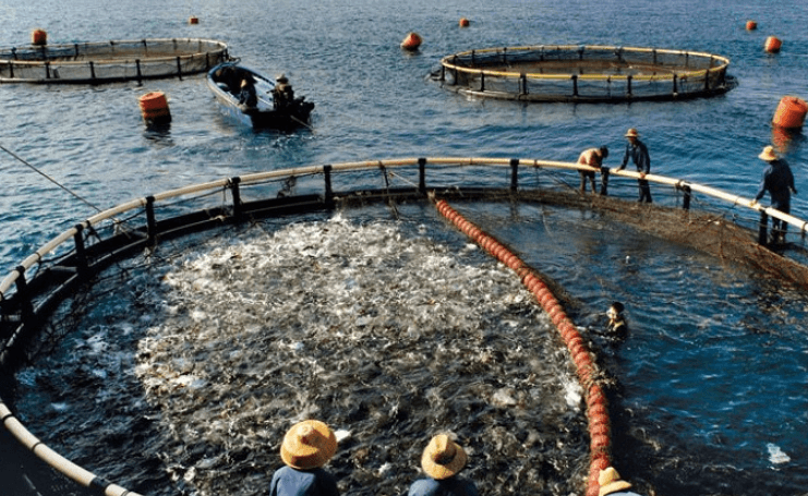 Rumah Tangga Perikanan Budidaya di Sumsel Tembus 111.607 pada 2024, OKI Tertinggi
